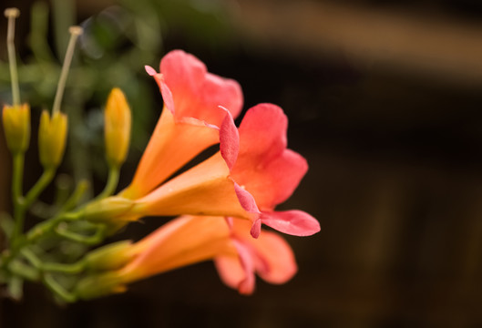 凌霄花