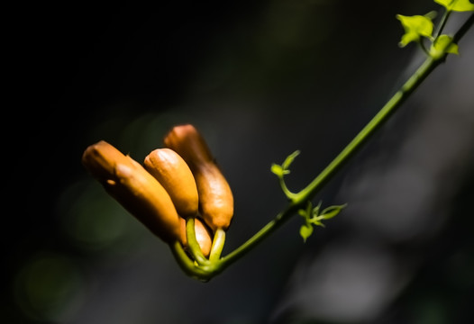 凌霄花