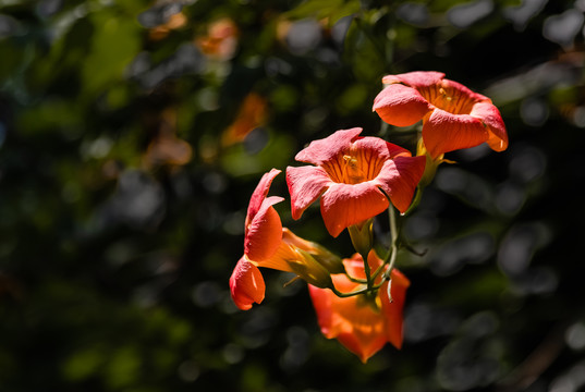 凌霄花