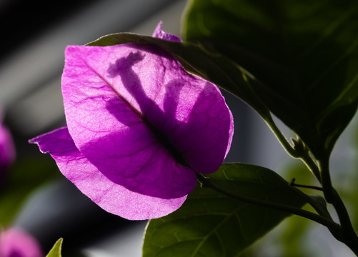 叶子花