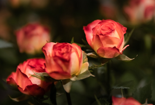 月季花