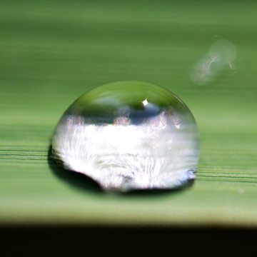 露水特写