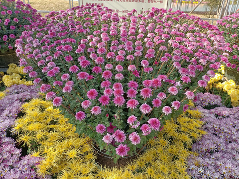 心型菊花造型
