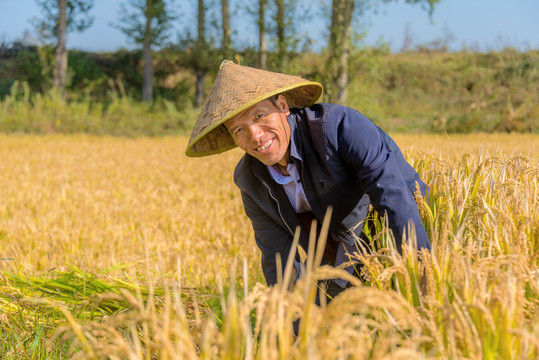 秋天收割水稻的亚洲男性农民