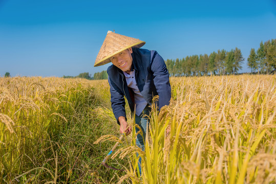 秋天收割水稻的亚洲男性农民