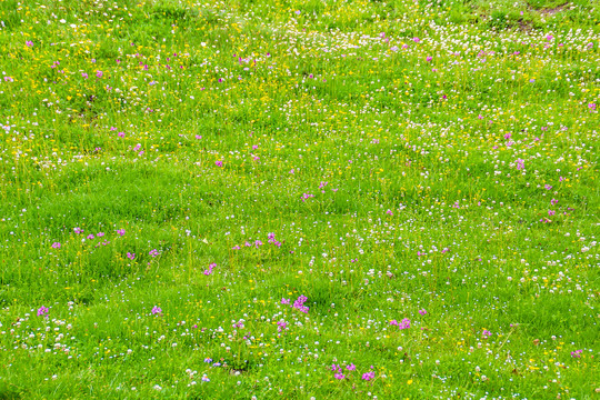 草地野花