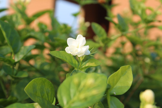 茉莉花特写