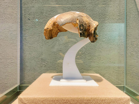 远古人类头颅化石展品