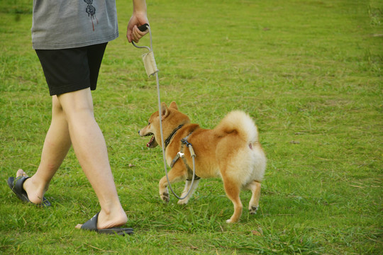 遛柴犬