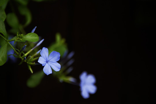 蓝色小花