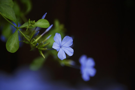 淡蓝色唯美花朵