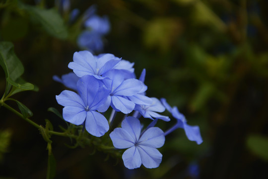 蓝雪花