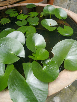 水生植物睡莲