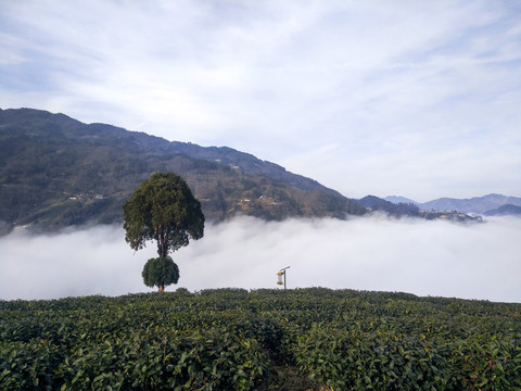 茶园云海