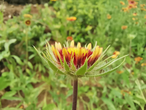 野外的百日菊