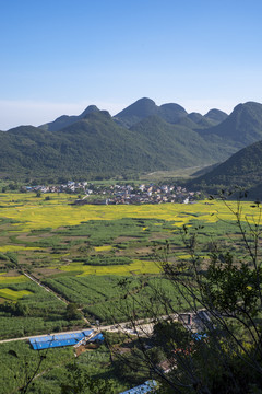 稻田风景