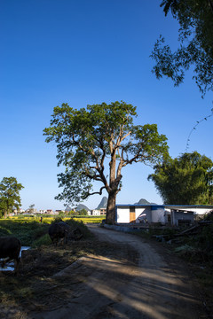 乡村小路阳光古树