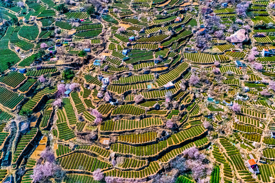 崂山雕龙嘴茶园