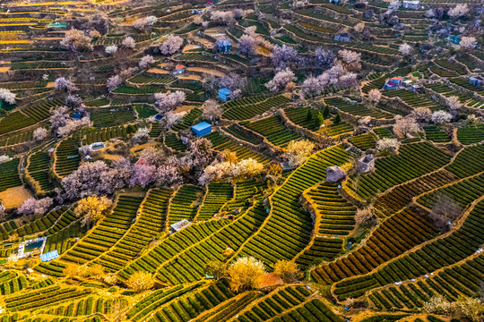 崂山雕龙嘴茶园