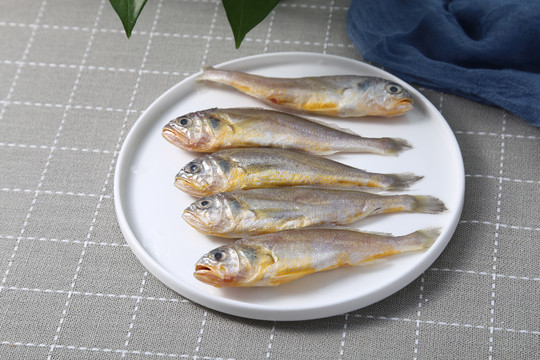 小黄鱼