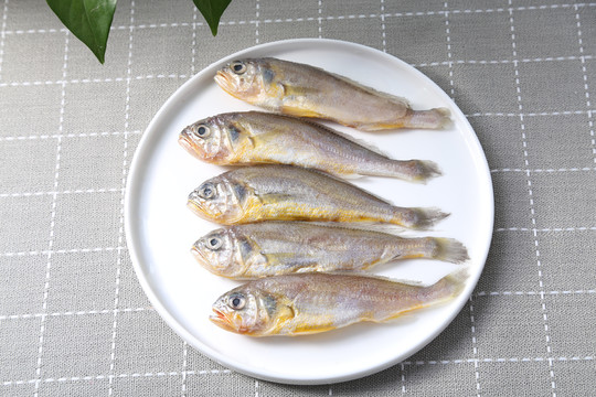 小黄鱼