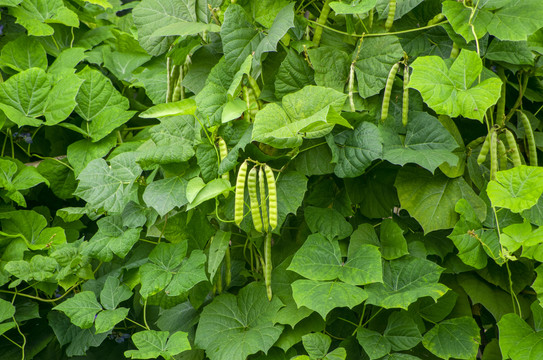 豆类蔬菜植株