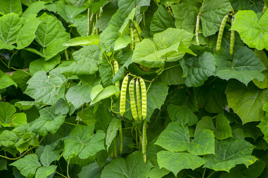 豆类蔬菜植株