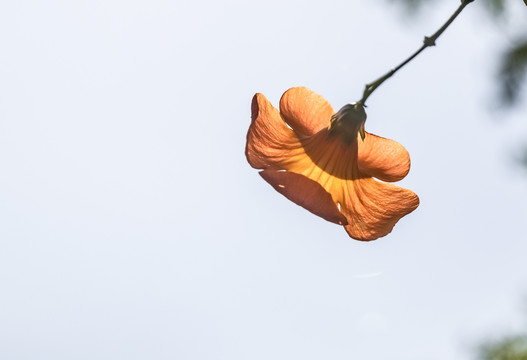 凌霄花