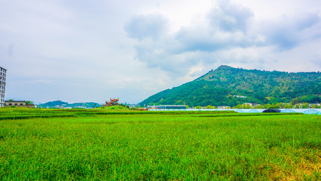 中峰镇贡米基地