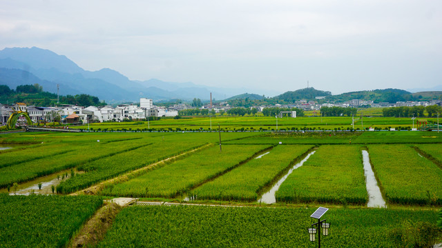 贡米田园