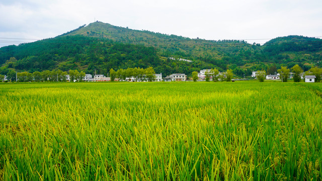 贡米田园