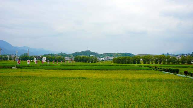 稻米基地