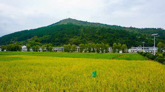 金黄稻田