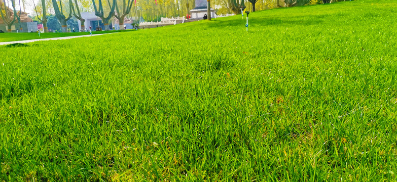 草坪