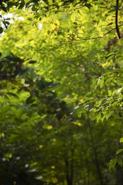 绿色夏日满枝桠树叶