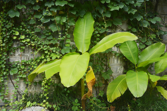 园林景观芭蕉树