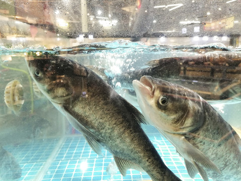 鲜活草鱼