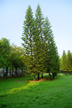公园松树
