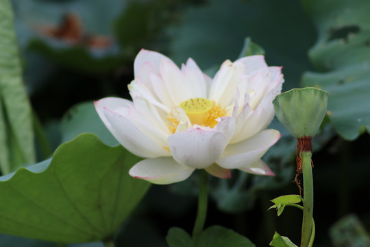 荷花盛开特写镜头