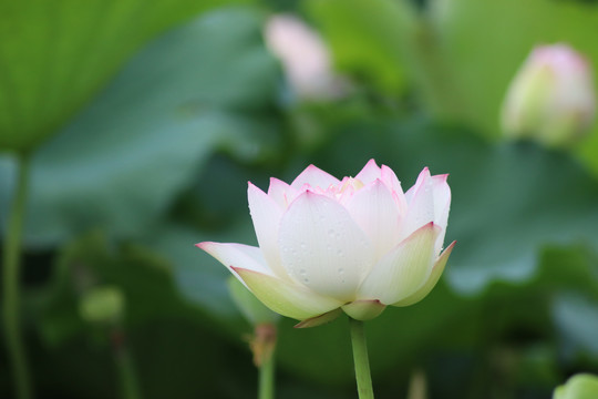 池塘高清镜头下的荷花特写