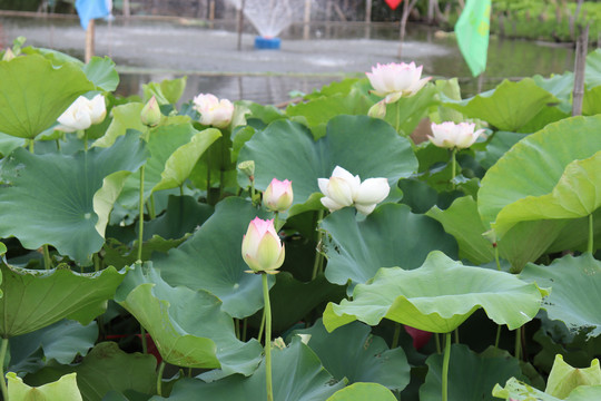 池塘中的荷花荷叶