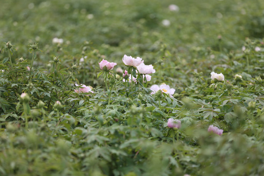 油用牡丹种植基地