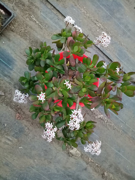 红边玉树开花