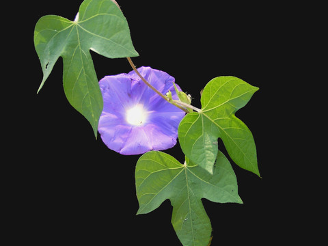 喇叭花