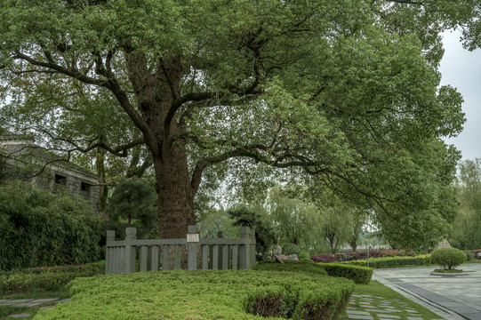 八大山人纪念馆的香樟树