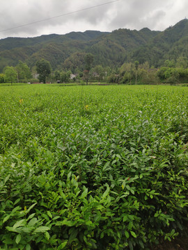 茶园茶叶