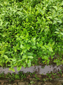 茶园茶叶
