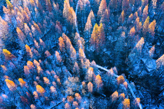 雪景森林