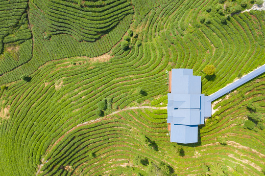 茶山茶园