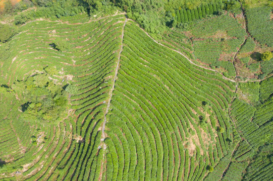 茶山茶园